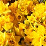 Welsh Daffodils